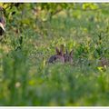 Bonjour, ça va mon lapin ?