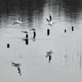 Nuances de gris
