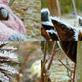 Un matin d'hiver vu par Mister Ecureuil