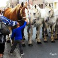 Samedi 31 Août 2013 - Karyole Feest - Parade des chevaux 