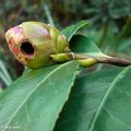 Un squatter dans les boutons floraux du camélia !