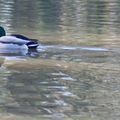 Faune sur le Canal d'Orléans à Combleux