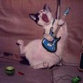 [GRIF'enBref] Musique pour chat