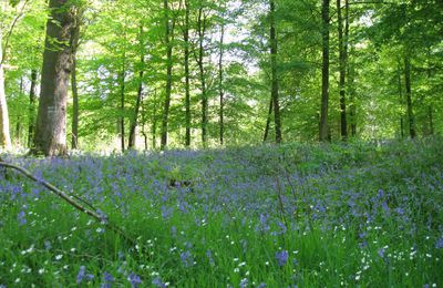 PROMENONS NOUS DANS LES BOIS