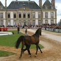 Le HARAS du PIN: les collectivités territoriales normandes se mobilisent pour lui trouver un avenir