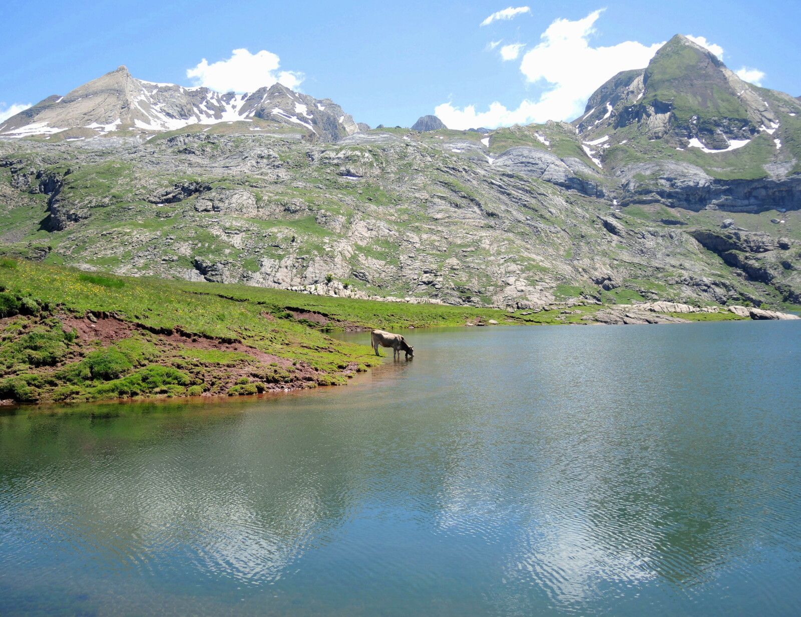 Lac d'Estaens, tour du lac, vache solitaire, juin 2024. (Espagne)