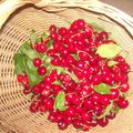 Le temps des cerises