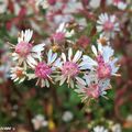 Un Aster pour rocaille d'ombre ou lisière de bois...