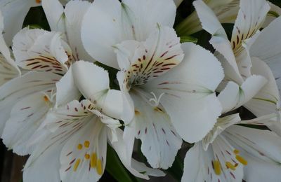 LE BOUQUET DU VENDREDI...