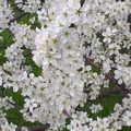 LES ARBRES EN FLEURS...