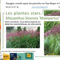 Miscanthus Sinensis 'Malepartus' par Paysagiste Pays Basque et Paysagiste Landes