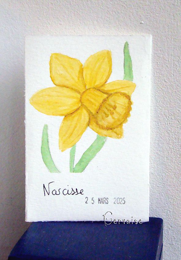 6 Narcisse