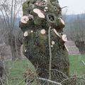 Arbre têtard : drôle de trogne !