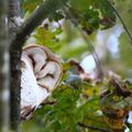 Chouette effraie, Tyto alba