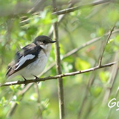 Un temps pour gober les mouches