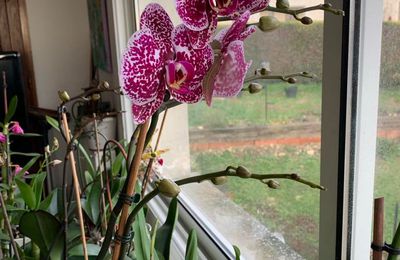 Orchidées - reprise des floraisons 1