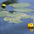 Grand nénuphar jaune = un lac en santé