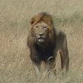 Lions 7 - Afrique de l'Est