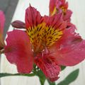 ALSTROEMERIA