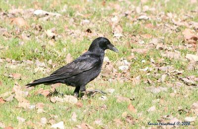 Aujourd'hui..la corneille noire..et corbeau