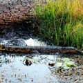 13 novembre 2013 : Kakadu National Park - Yellow Water - Croisière sur Aligator River (suite)