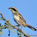 Chipiu sanglé (Poospiza torquata)