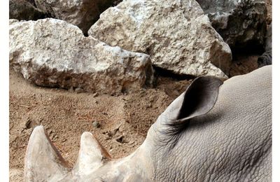 Zoo de La Palmyre (Août 2007)