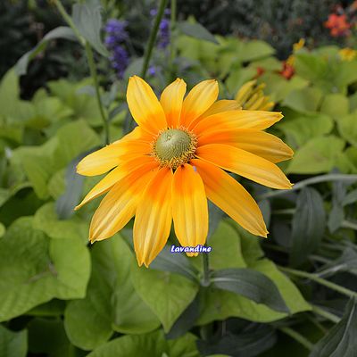 18/08/19 : Fleurs de l'été