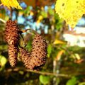 L'automne s'installe sur le département de la Vienne...