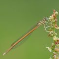 agrion orangé