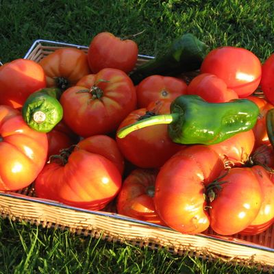 CONCASSEE DE TOMATES