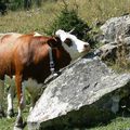 09 - Lac de Gers - Haute-Savoie - Septembre 2008