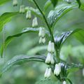 Blanches clochettes * white bells