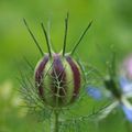 Nigelle de Damas sous toutes les coutures