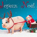 joyeux noel - zalig kerstfeest
