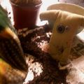 Wervicq rempote enfin ses cactus