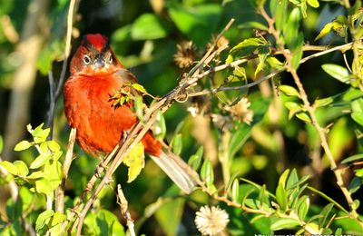 Araguira rougeâtre (Coryphospingus cucullatus)