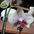 Phalaenopsis hybride 'Laviniae'