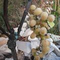 Vigne " dattier de Beyrouth "