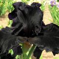 iris noir !!