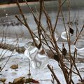 des bourgeons de glace