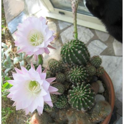 Cactus, suite...