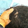 Comment utiliser le compost maison pour les semis ?