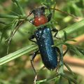 Certallum ebulinum ? ( Cerambycidae)