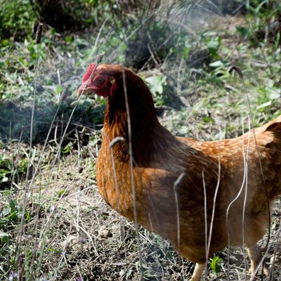 Aspirations élevées en liberté / Laurence Bardou