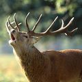 rendez-vous des Cerfs à Châteauroux