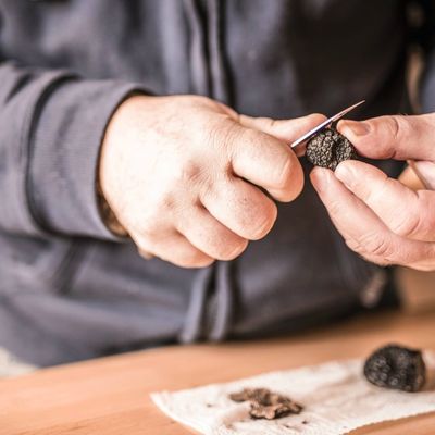 "La truffe, un bien joli reportage"...