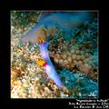 Nudibranche 06