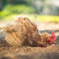 La Maman Poule de Penkie, 15e inscrite