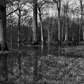 Foret d'Orléans (Loiret) - Etang de La Retrêve - Photos Noir et Blanc